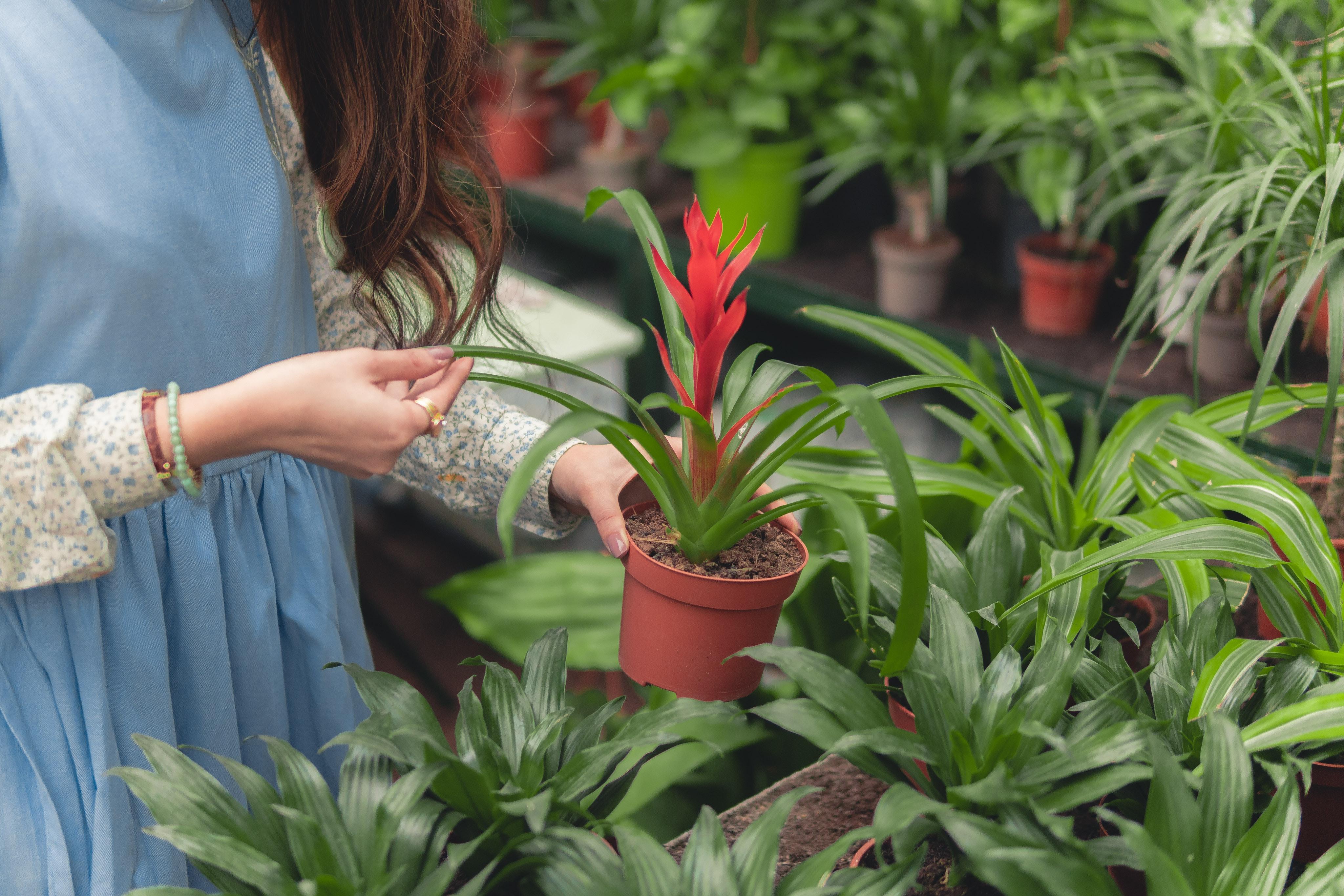 一个在温室里采摘植物的女人